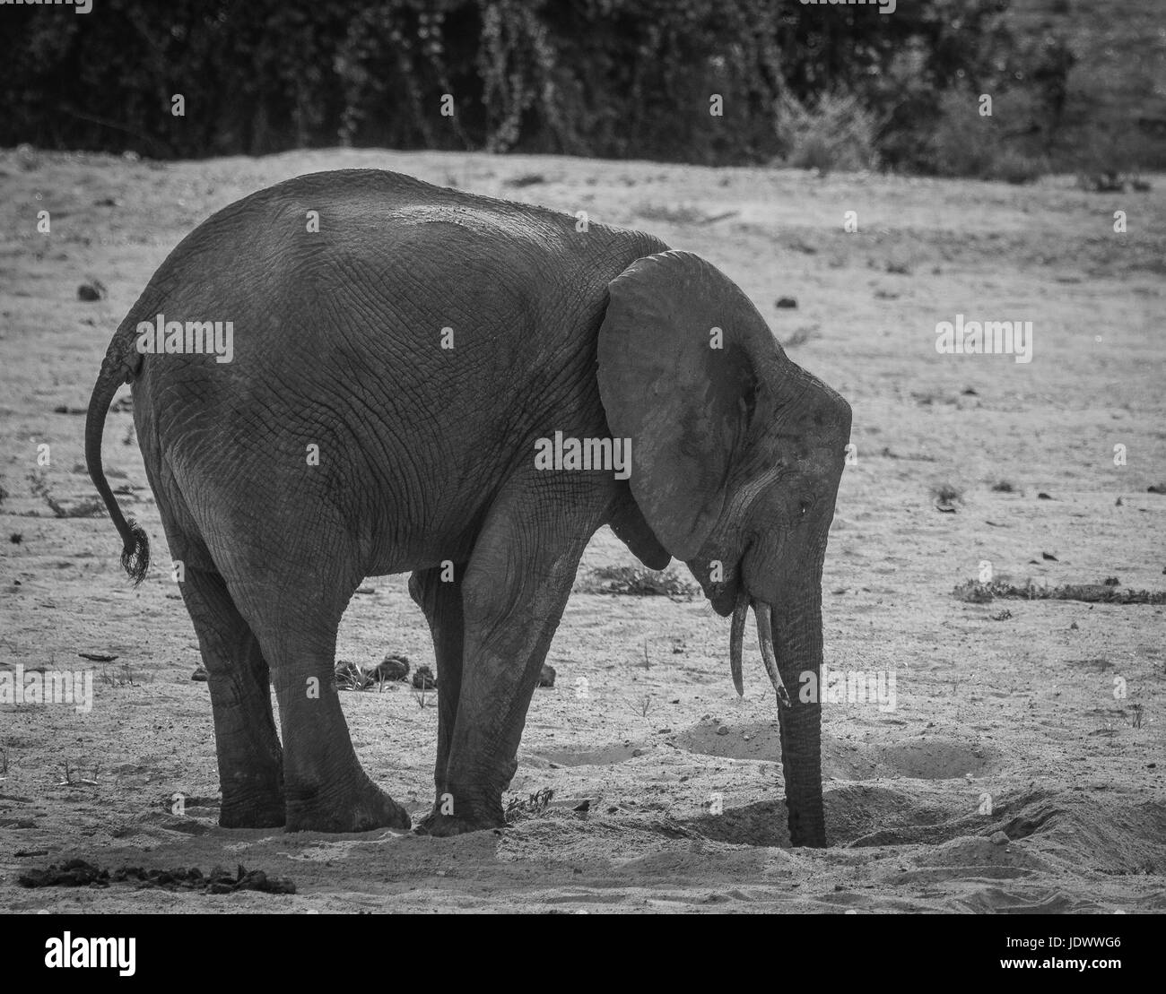 Un jeune éléphant de boissons dans un trou dans une rivière à sec. Banque D'Images