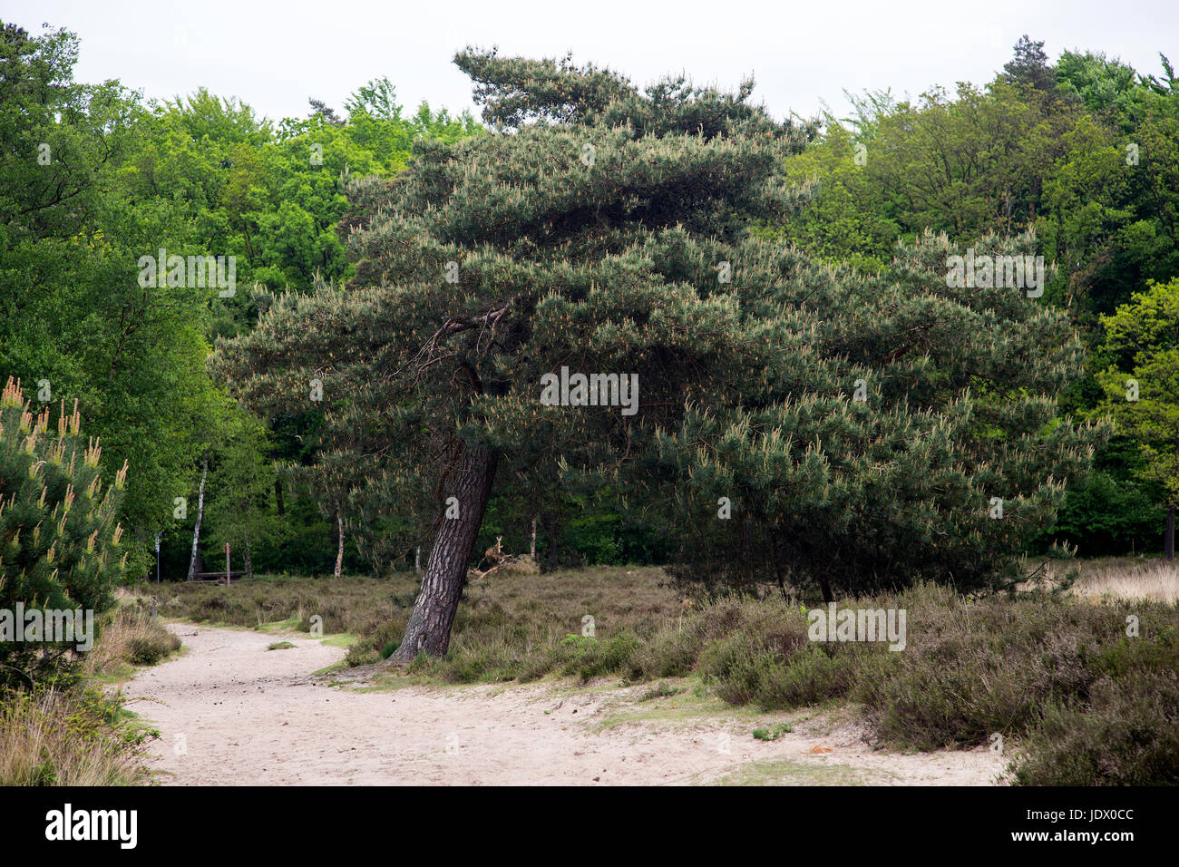 Le pin tordu (Pinus sylvestris) sur la lande Banque D'Images