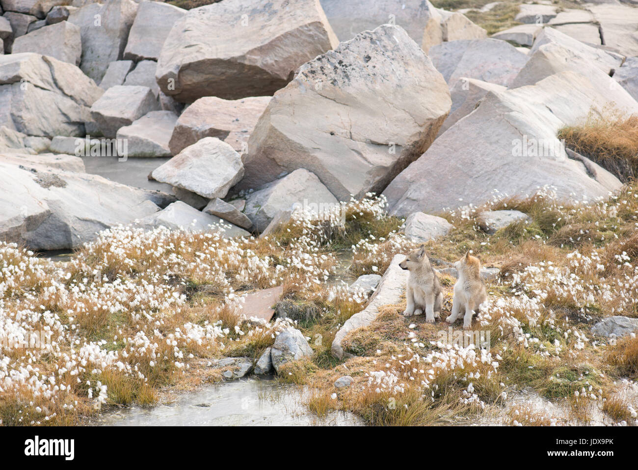 Deux chiots chiens de traîneau de chien du Groenland à l'automne Banque D'Images