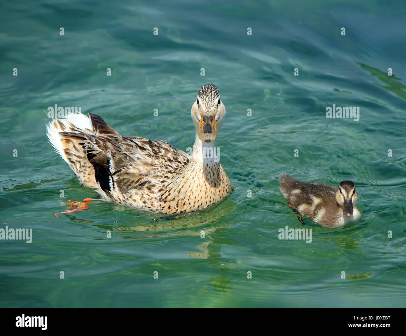 Canard colvert Canard sauvage ou femme et bébé, Anas platyrhynchos, flottant sur l'eau Banque D'Images