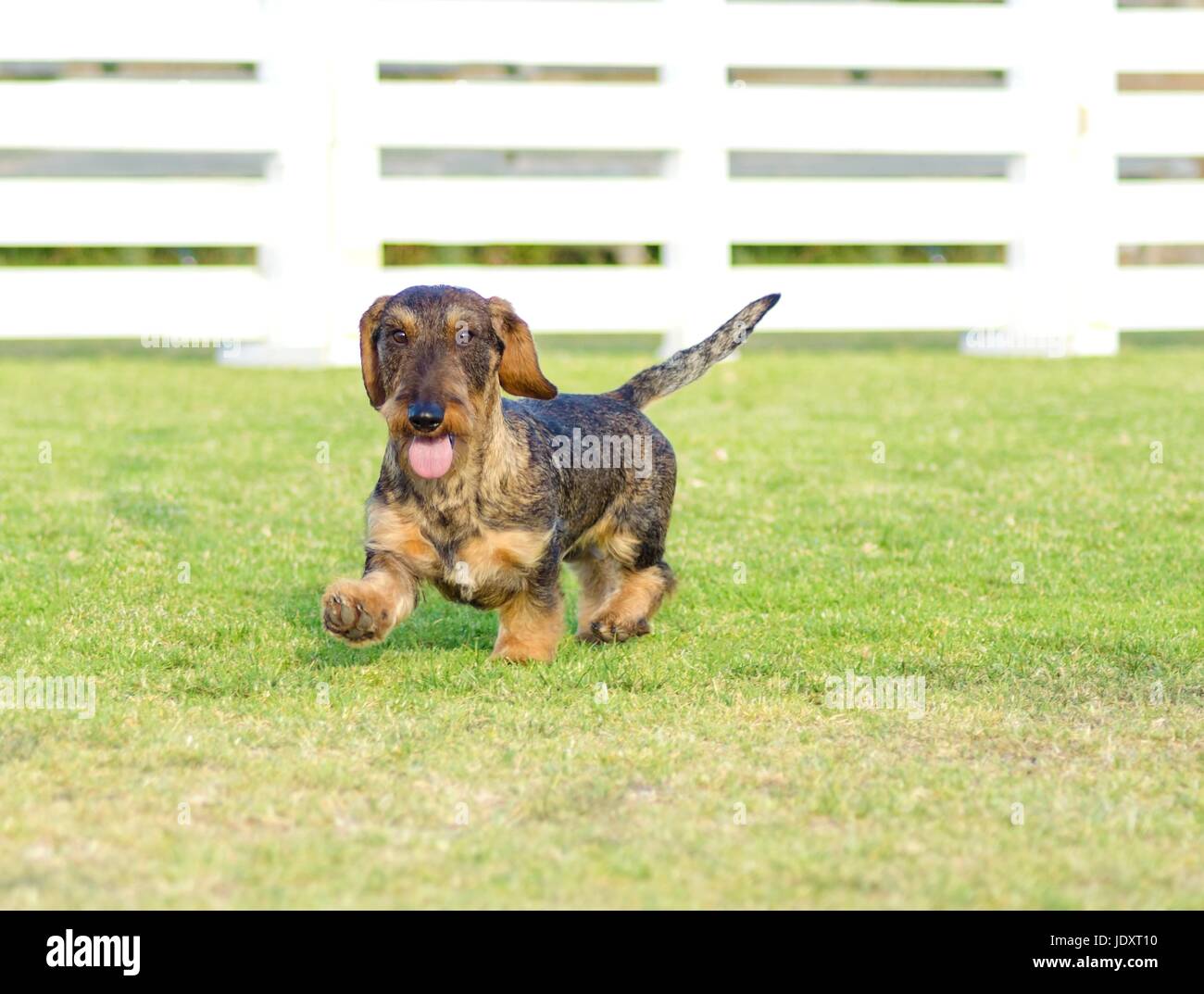 Une belle jeune grison noir et feu Teckel poil dur de marcher sur l'herbe. Le petit chien de hotdog est distinctif pour être à court pattes avec un long corps, nez pointu et étroit. Banque D'Images