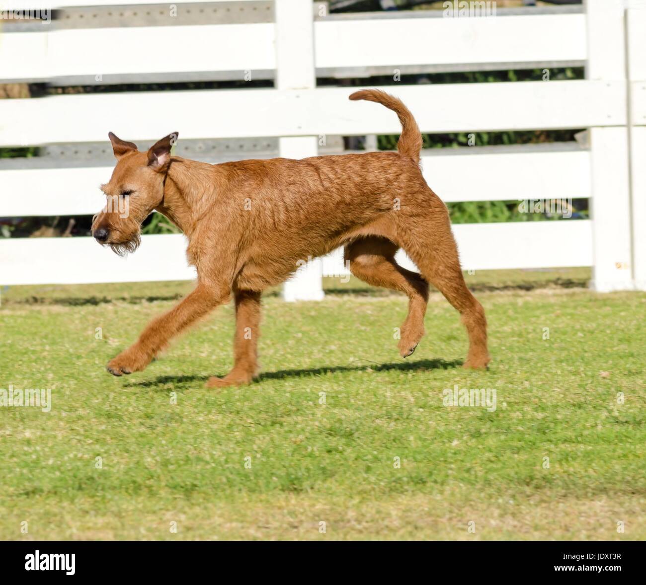 Une vue de profil d'une jeune, belle, rouge, tan terrier irlandais marcher sur l'herbe. L'Irish red terrier est un chien de taille moyenne, a de petites oreilles et de pliage en forme de v d'épaisseur, dru et long manteau froment doré et moustaches museau barbu. Banque D'Images