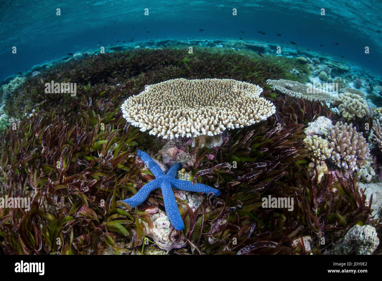L'étoile bleue dans Seagras, Linckia laevigata, lit, les Célèbes, Indonésie Wakatobi Banque D'Images
