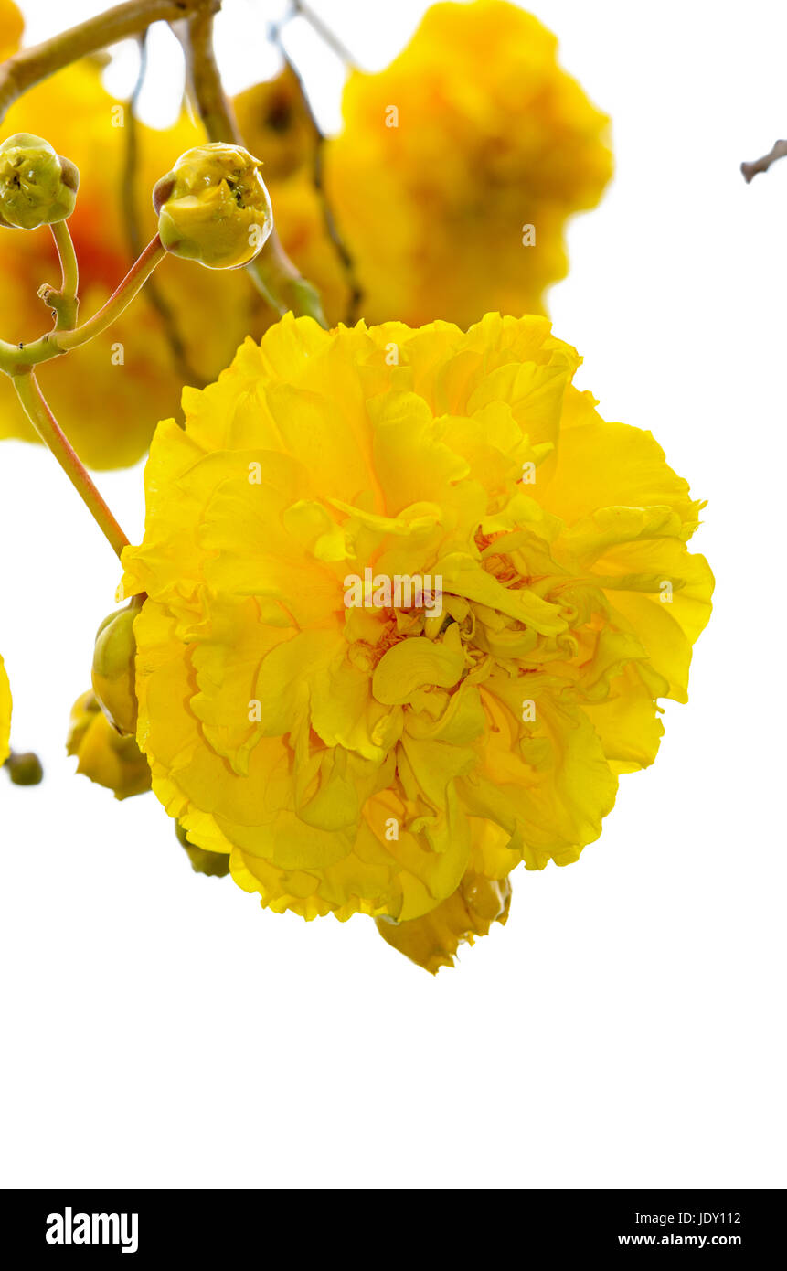 Fleurs jaune vif et de Cochlospermum Regium ou Double tasse Beurre isolated on white Banque D'Images