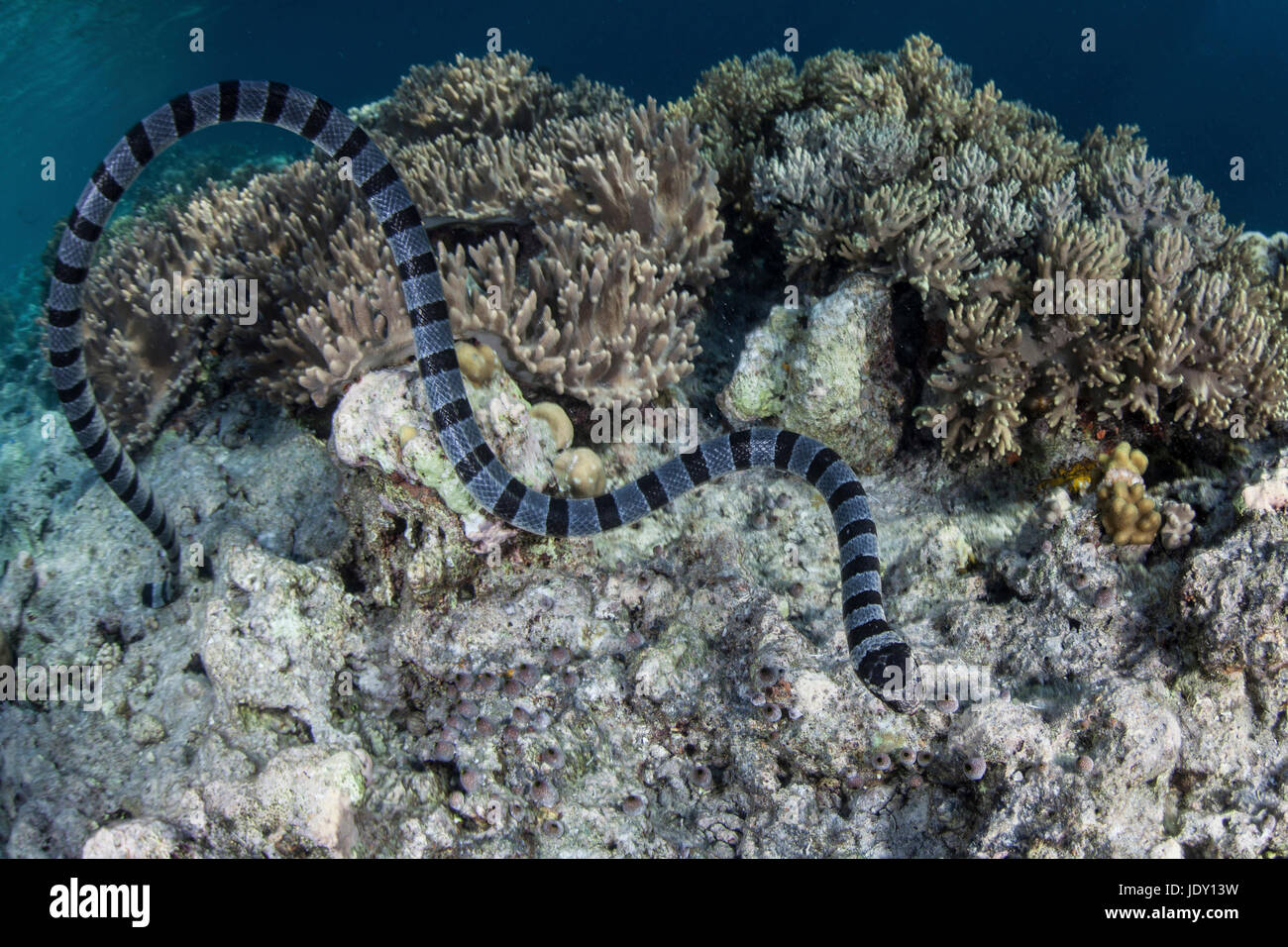 Mer bagués Krait, Laticauda colubrina, Célèbes, Indonésie, Wakatobi Banque D'Images