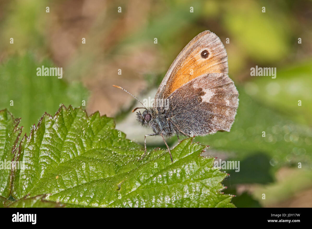 Petit Heath (Coenonympha pamphilus) Banque D'Images