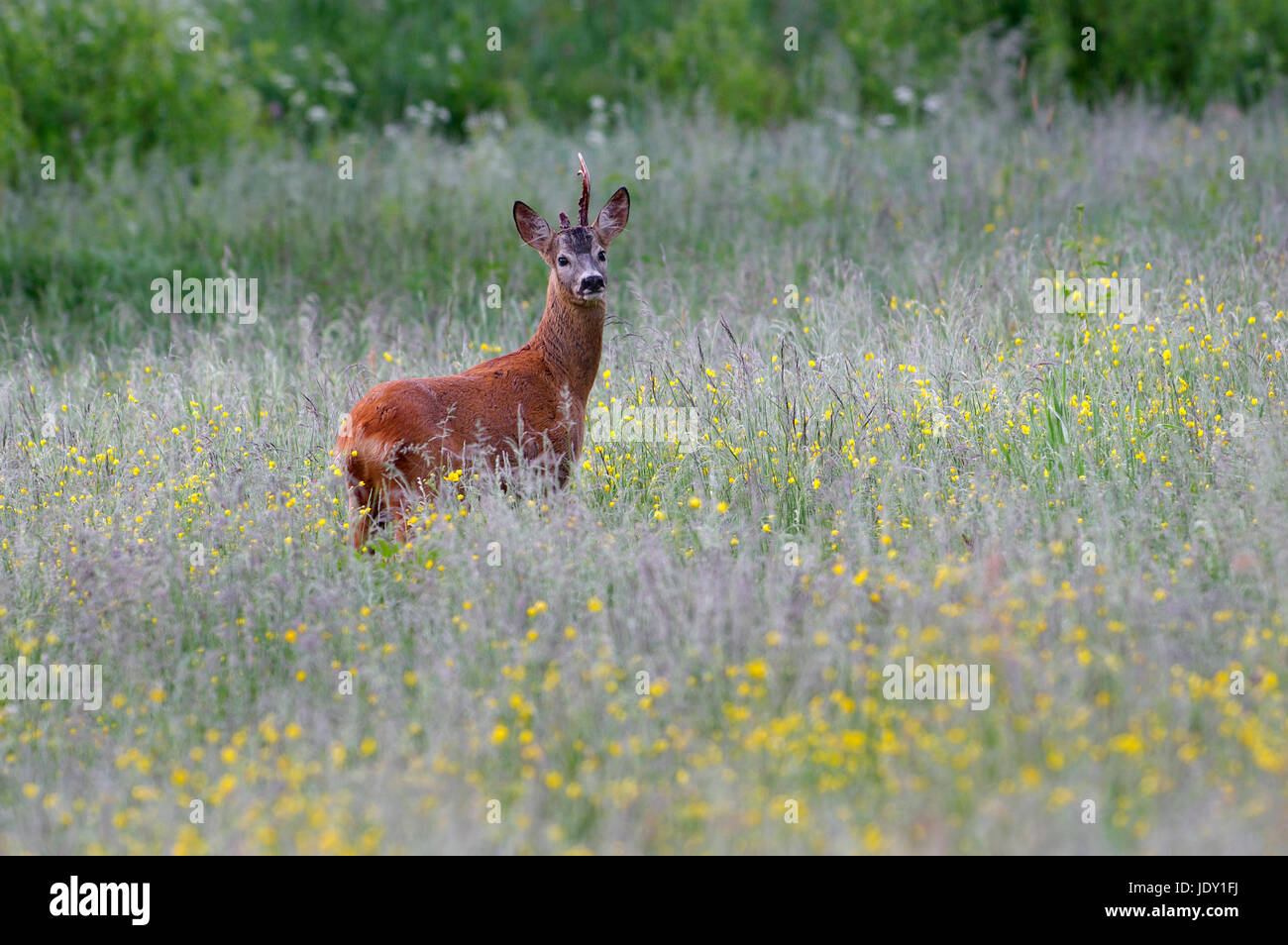 Buck Chevreuil (Capreolus capreolus) dans Alam Pedja, Estonie, Juin 2017 Banque D'Images