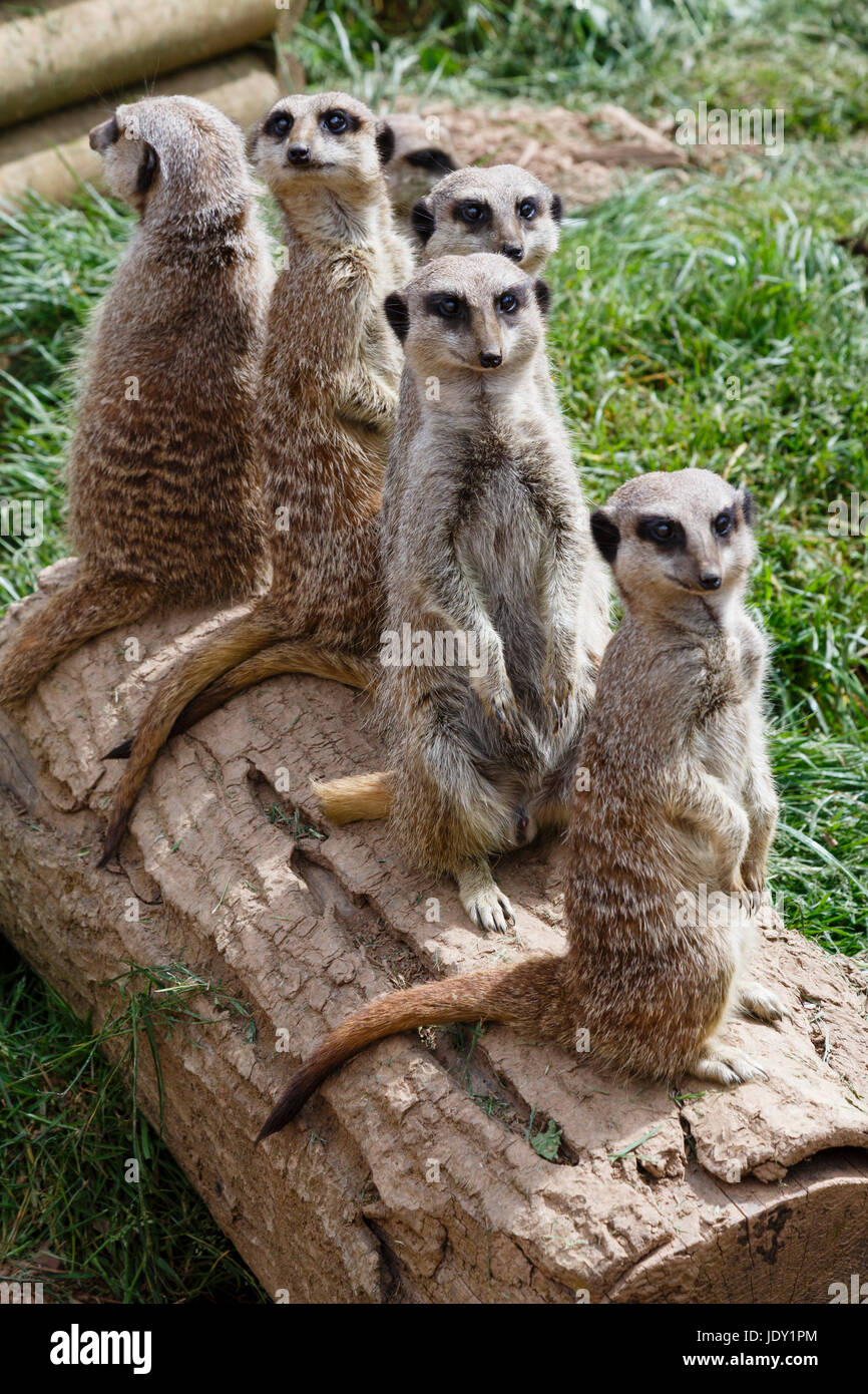 Les suricates à Woodlands, parc à thème familial près de Dartmouth, Devon Banque D'Images