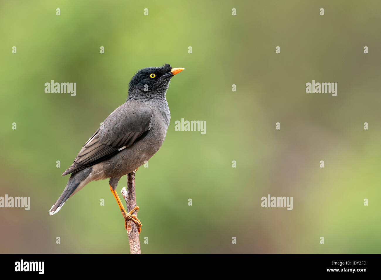 L'image de la jungle myna (Acridotheres fuscus) en Uttarakhand, Inde, Sattal Banque D'Images