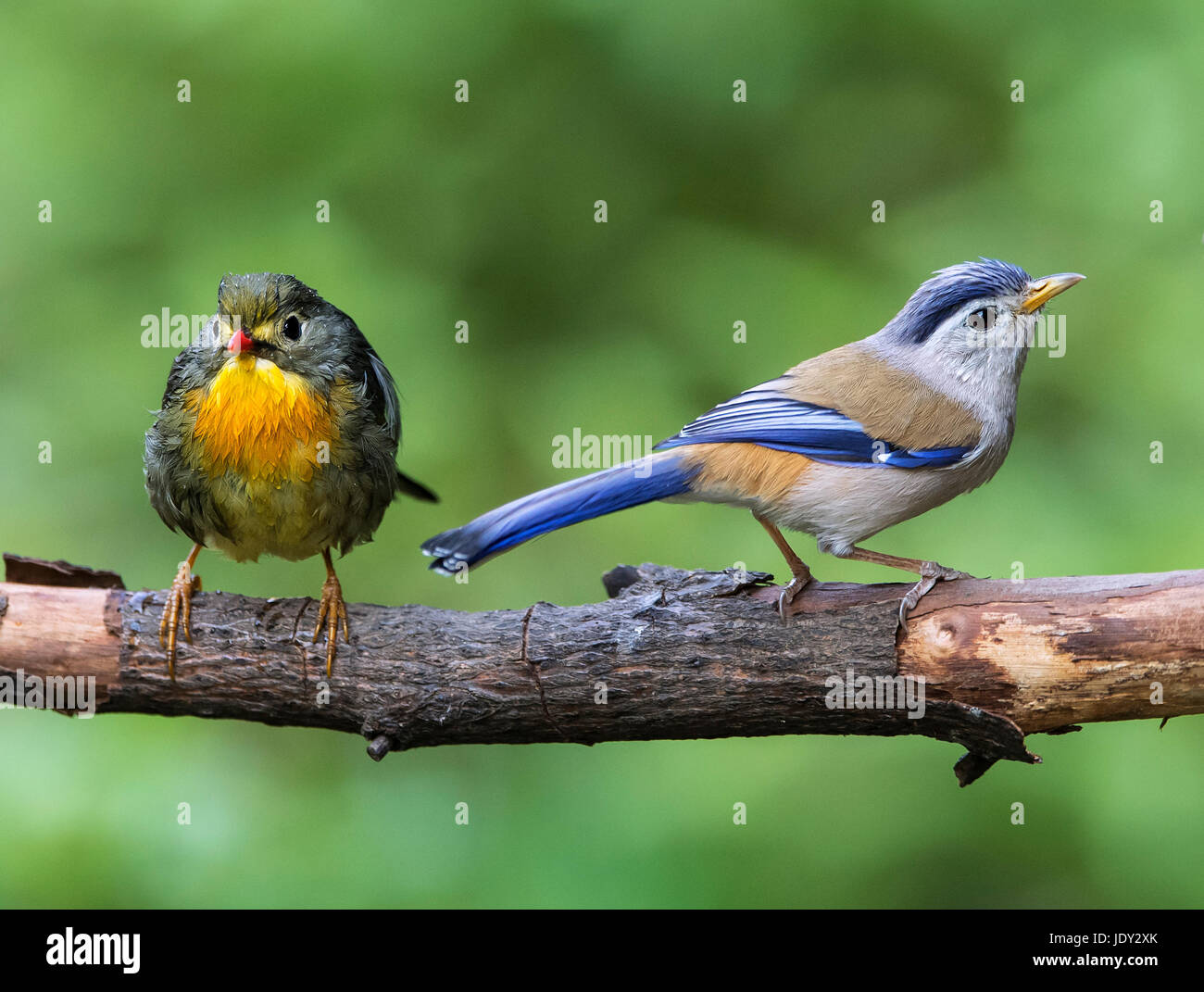 L'image du bec rouge leiothrix (Leiothrix lutea ) et à ailes bleues Minla dans Uttarakhand, Inde,Sattal Banque D'Images
