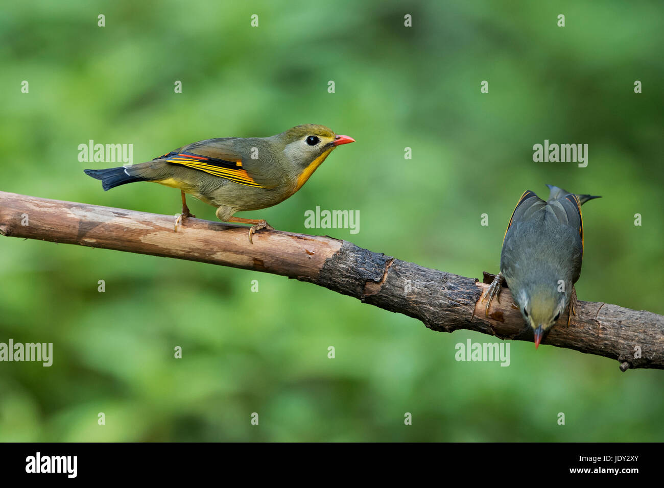 L'image du bec rouge leiothrix (Leiothrix lutea ) dans l'Uttarakhand, Inde,Sattal Banque D'Images