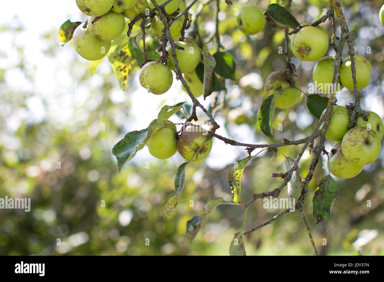 Gruene Aepfel une Zweigen von Apfelbaum Banque D'Images