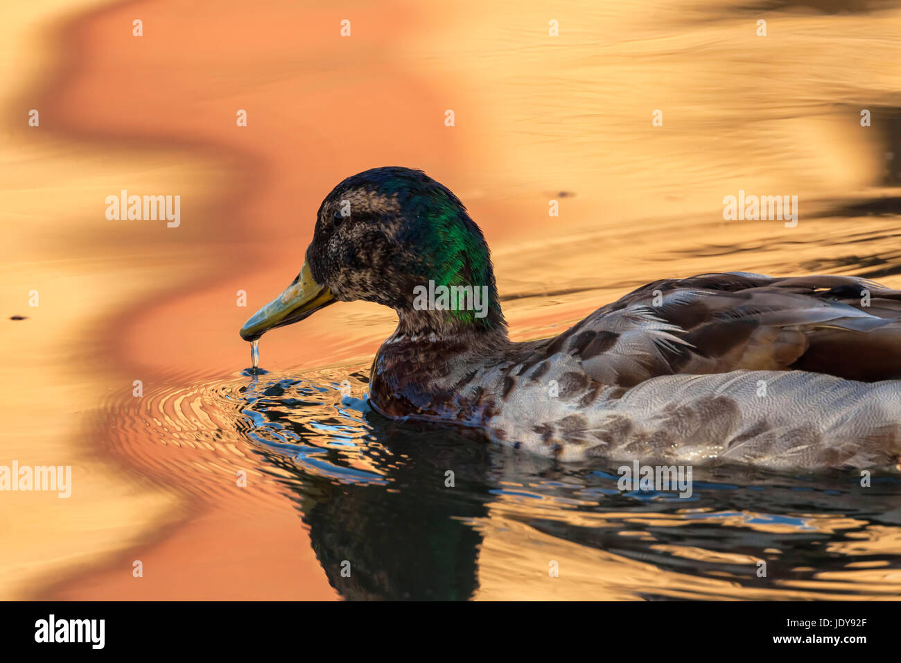 Un canard colvert oiseau à se déplacer pour le repas du matin Banque D'Images