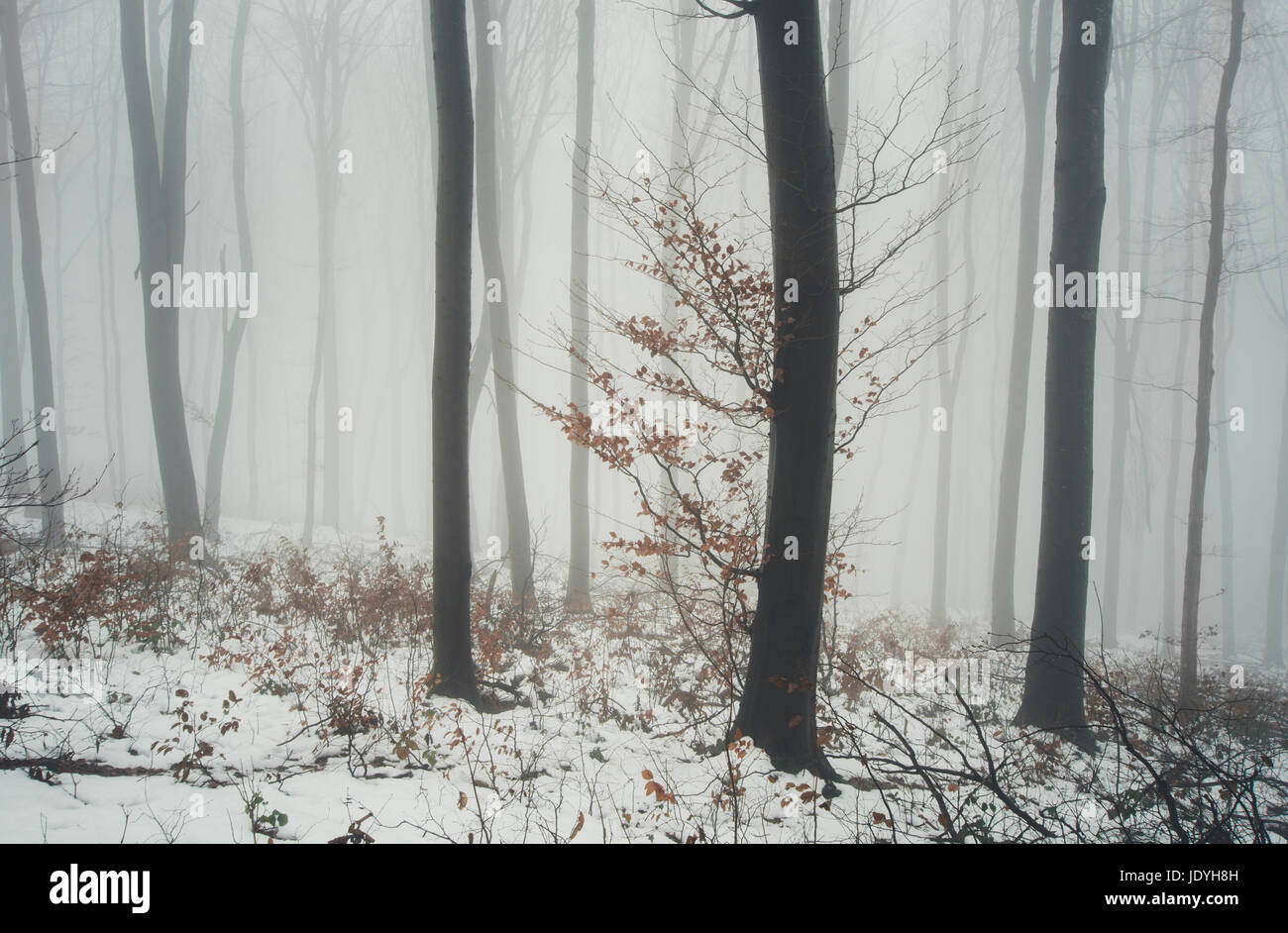 Arbre dans le brouillard en hiver imaginaire paysage Banque D'Images