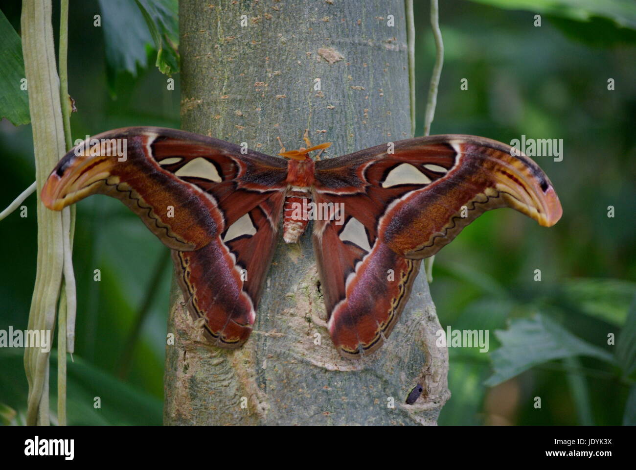 Attacus Atlas Banque D'Images