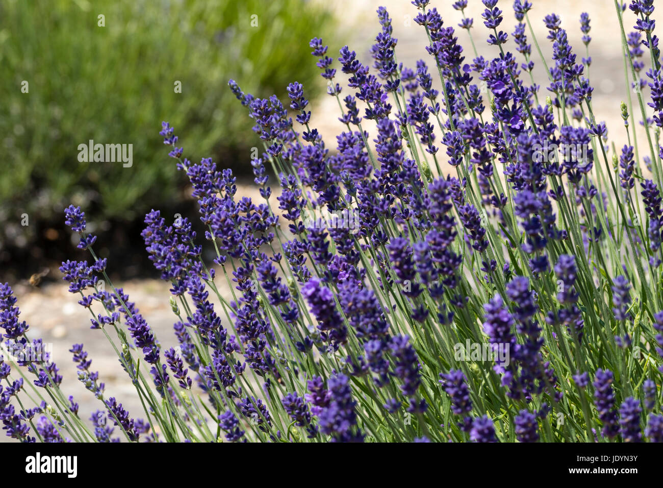 Fleurs et feuillages de juin l'anglais arbustif, lavande Lavandula angustifolia 'Loddon Blue' Banque D'Images