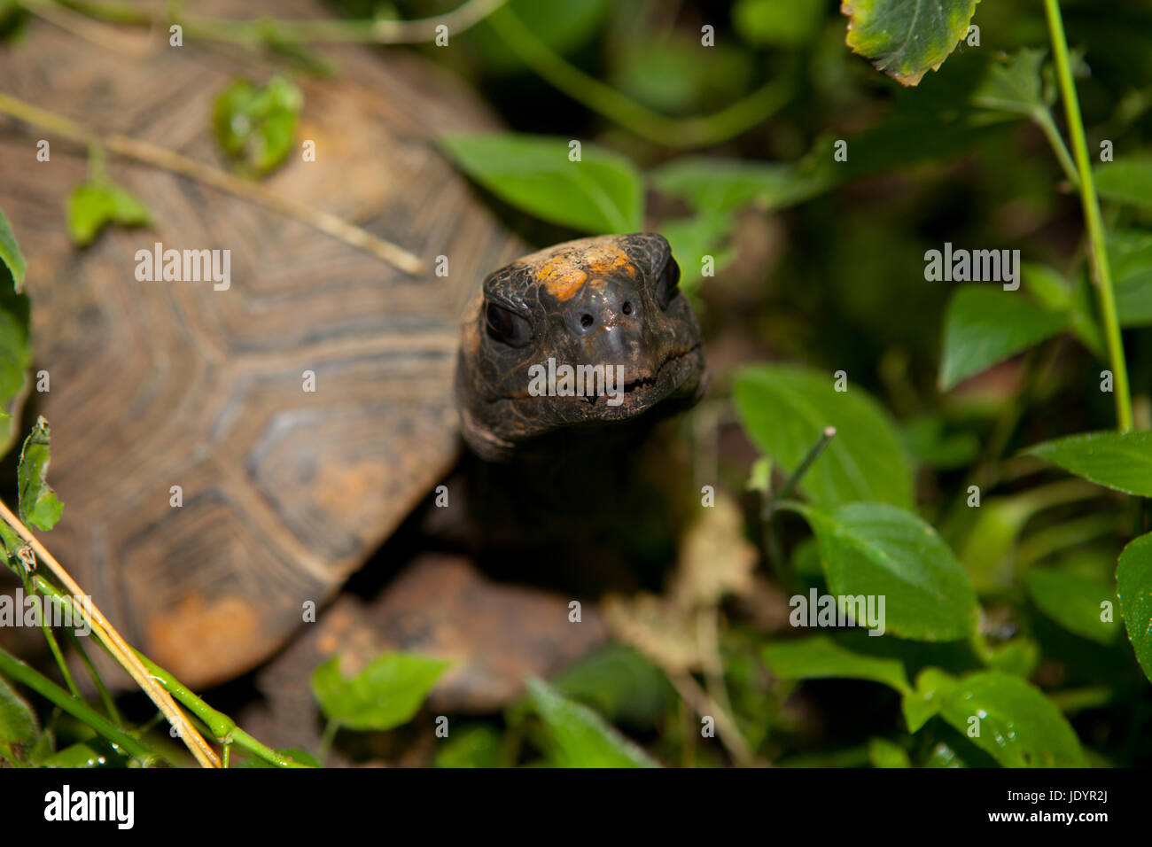 Pattes jaunes, Geochelone denticulata Tortue Amazon Banque D'Images