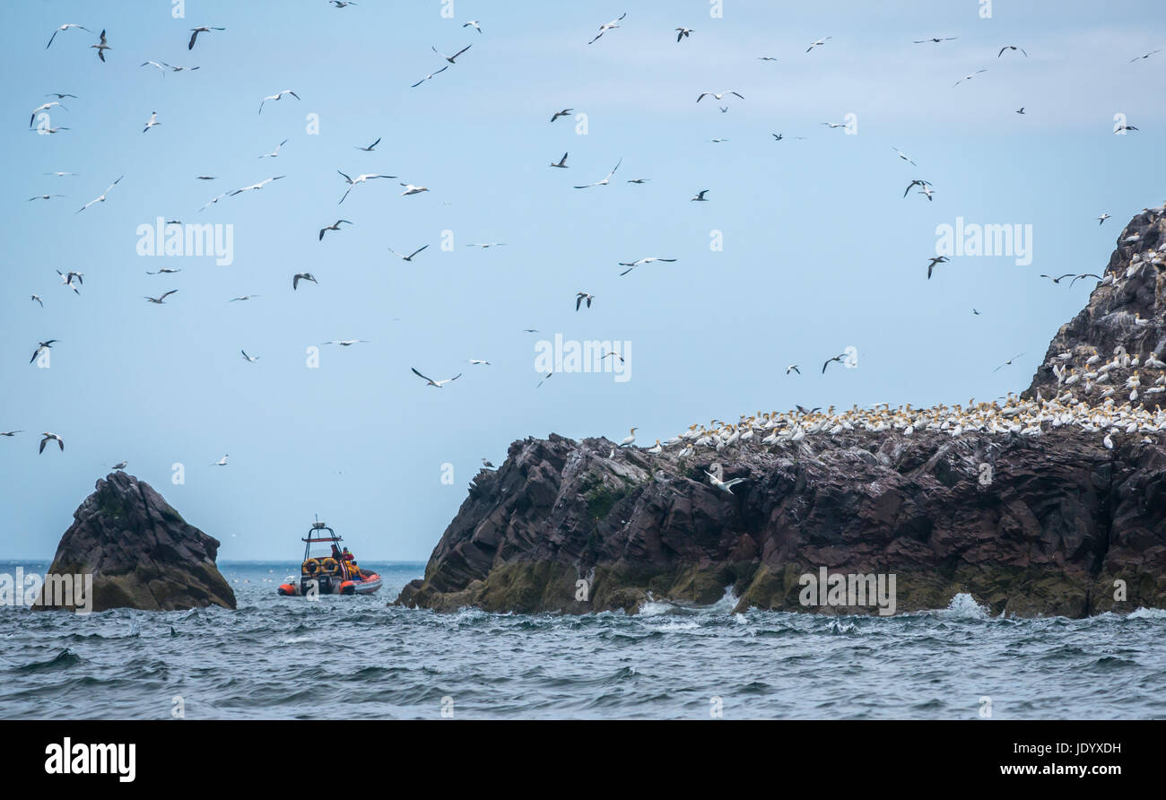 Les touristes sur Seafari Rigid Inflatable Boat rib, Bass Rock, Firth of Forth, Écosse, Royaume-Uni, pour voir les fous de bassan de Scottish Seabird Centre, North Berwick Banque D'Images