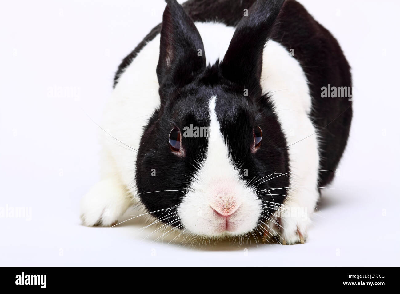 Noir et blanc lapin pet néerlandais isolated on white Banque D'Images