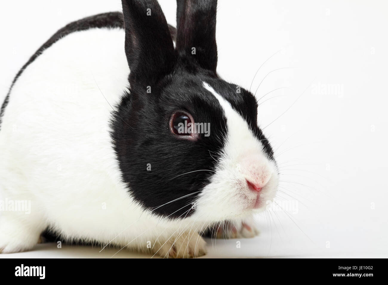 Noir et blanc lapin pet néerlandais isolated on white Banque D'Images
