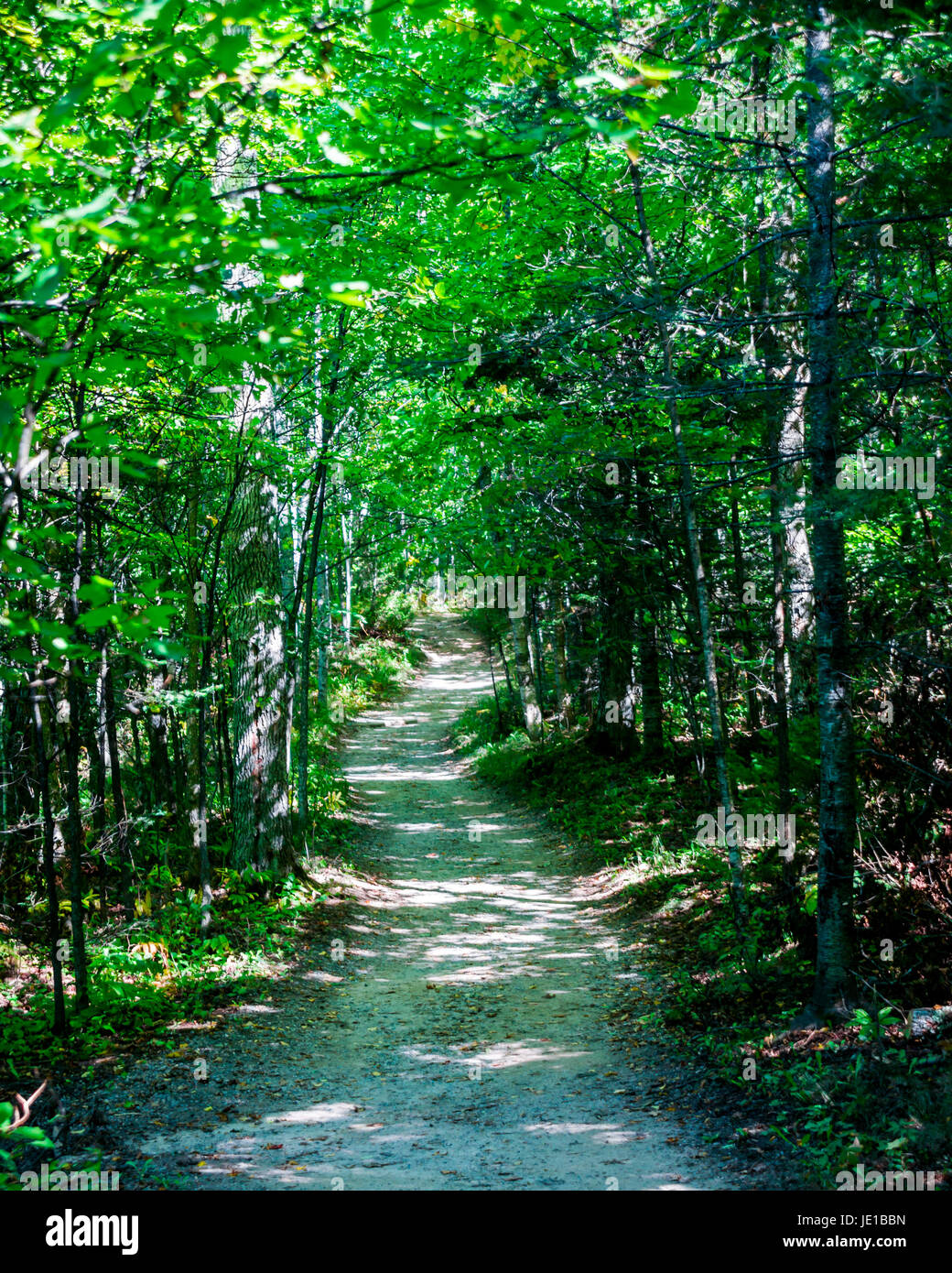 Une promenade à travers la forêt du Wisconsin. Banque D'Images