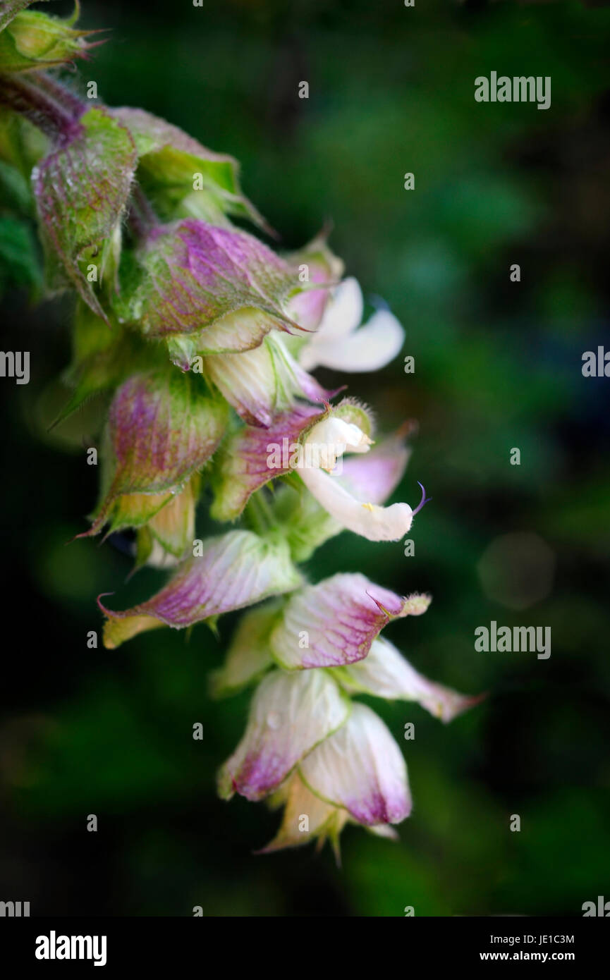 La Sauge sclarée en fleur Banque D'Images