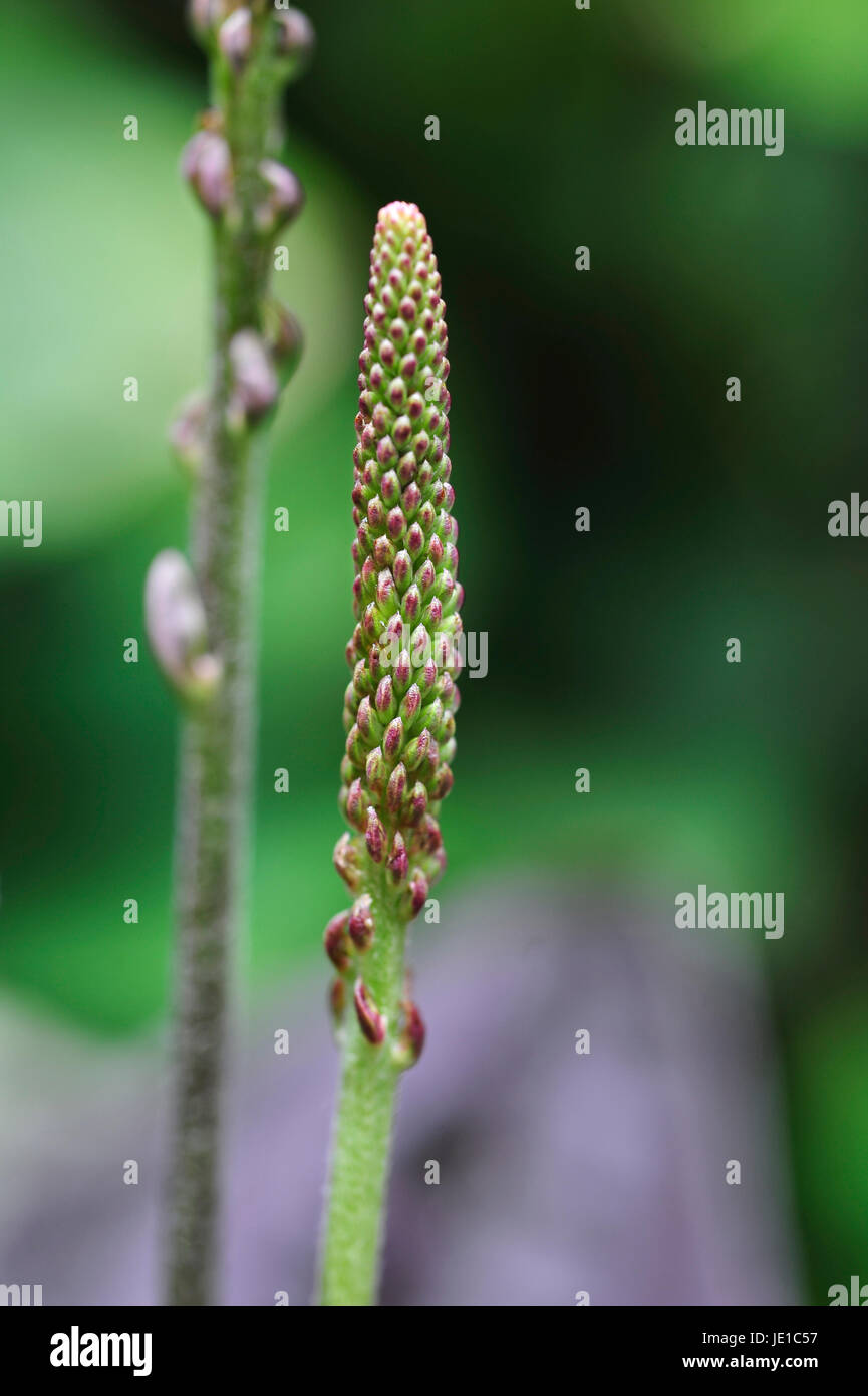 L'élaboration d'une spears floral Plantain Turc Banque D'Images