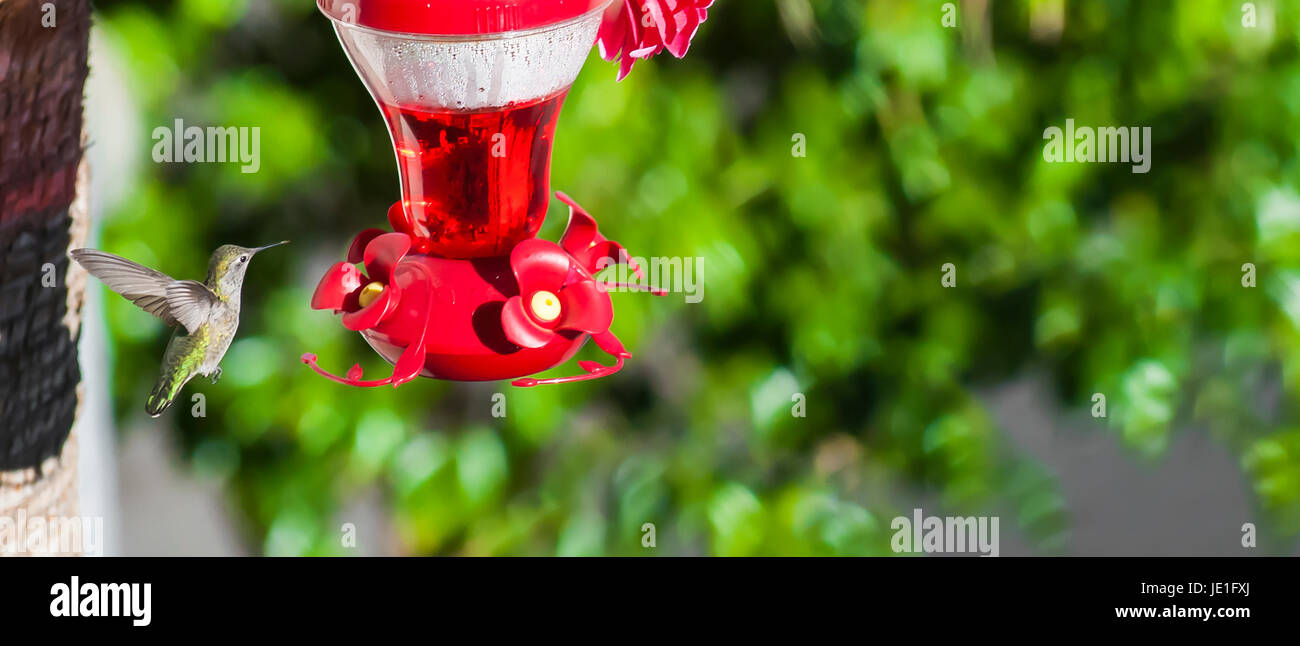Humingbird convoyeur en jardin à l'arrière Banque D'Images