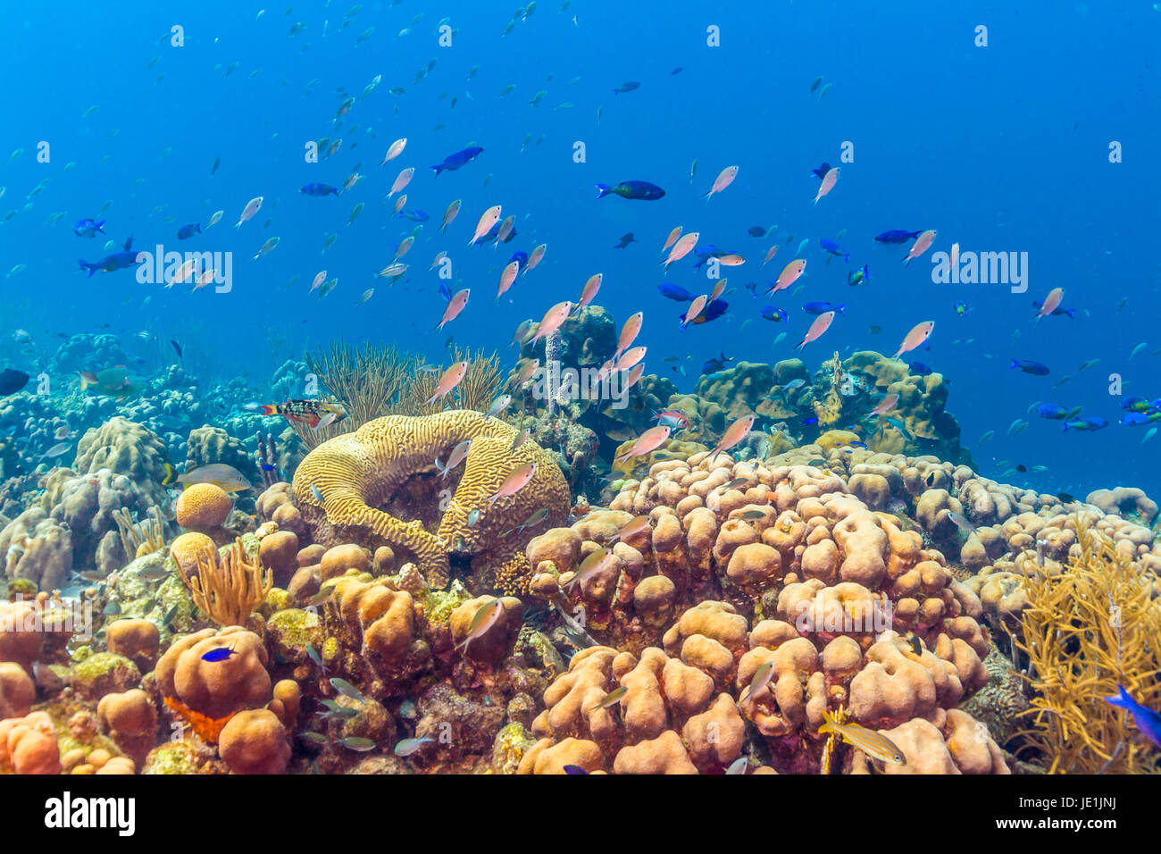 Barrière de corail en mer Carbiiean snapper Lutjanus apodus maître Banque D'Images