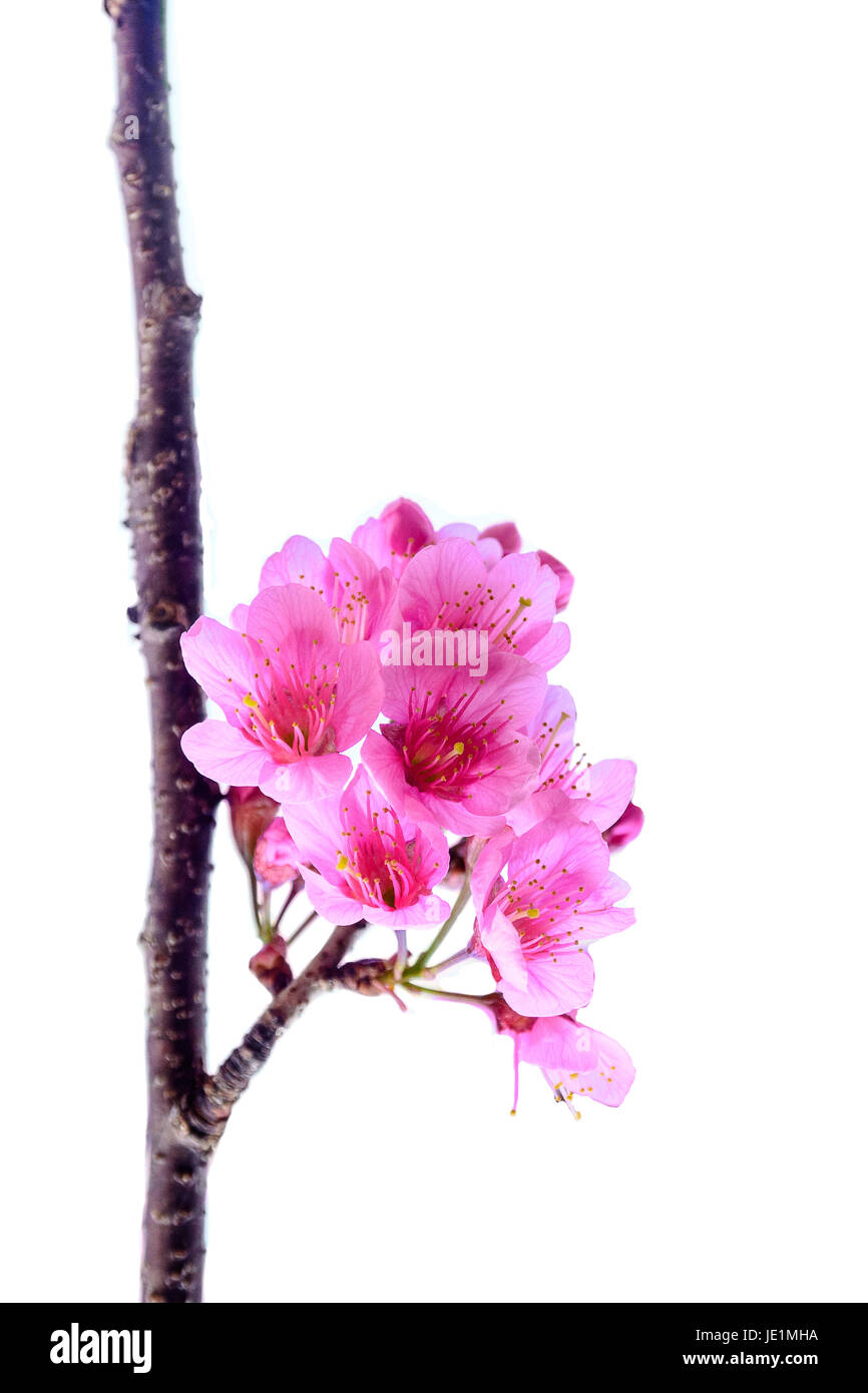 Prunus cerasoides ou Wild Cherry himalayenne sur fond blanc. Banque D'Images