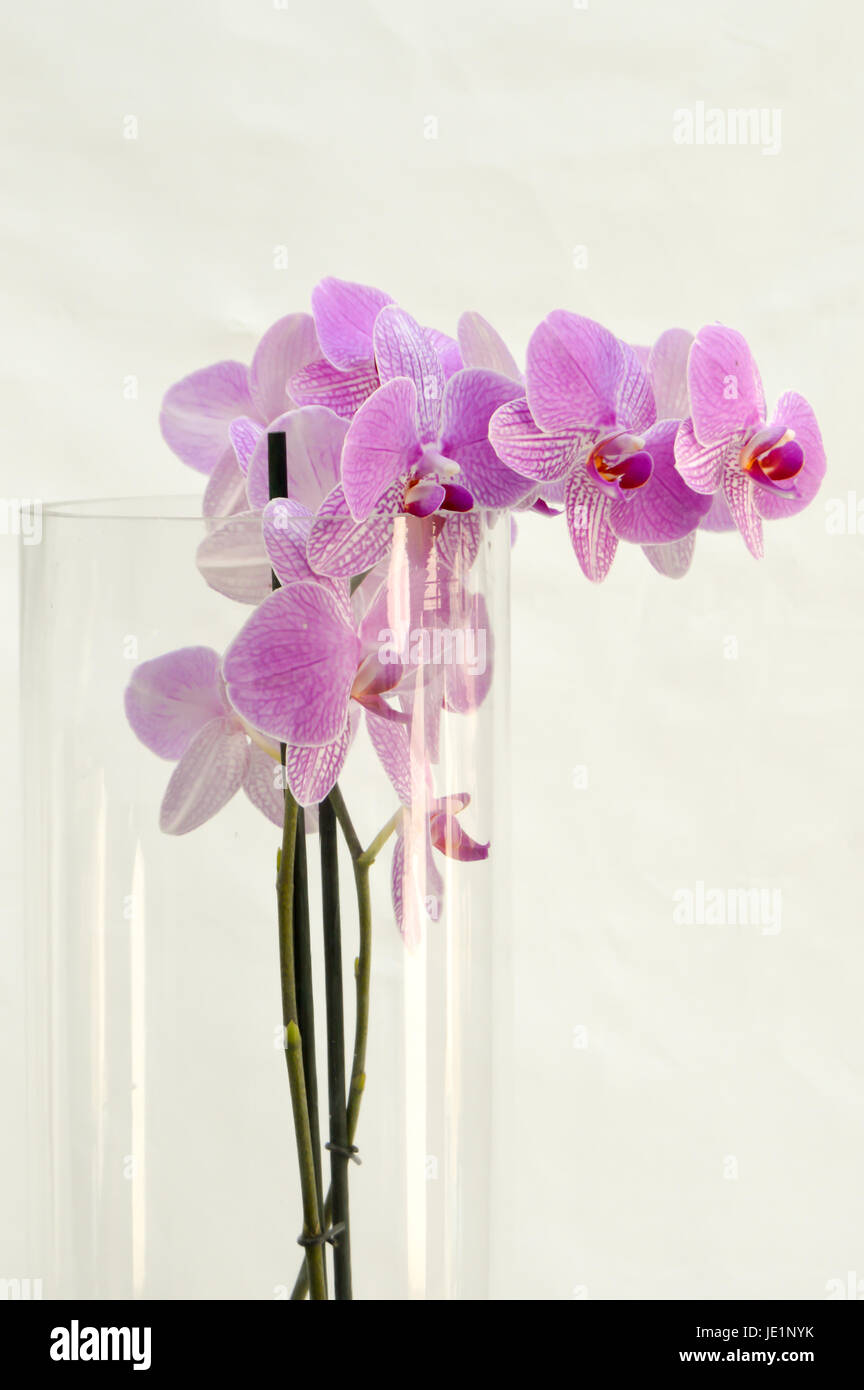 Orchidée rose dans un vase cylindrique sur un fond blanc Banque D'Images