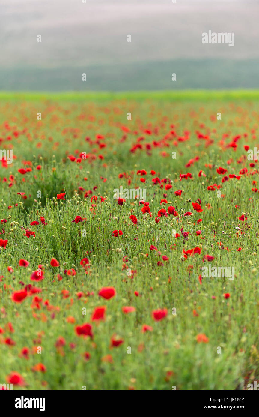 Un champ de coquelicots rouges sauvages sur West Pentire à Newquay, Cornwall. Banque D'Images