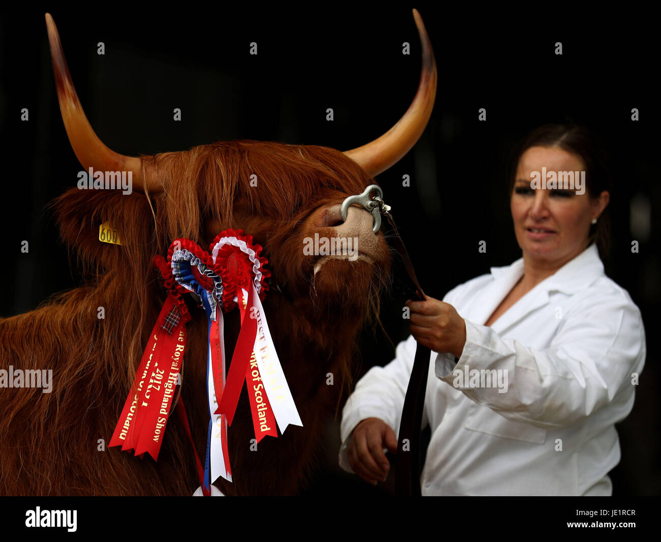 Vache Highland Eleanor, de la replier en ferme Ranch Letham, Angus, après être devenu champion de race Highland cattle dans la section au cours de la première journée de la 177e Royal Highland Show à Édimbourg. Banque D'Images