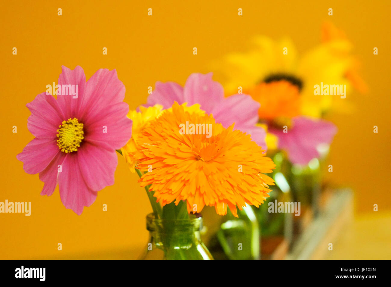 Fleurs Plantes Banque D'Images