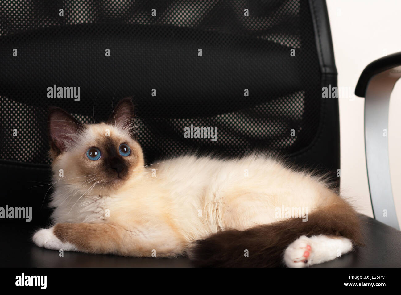 Un chat birman seal point, 4 mois chaton, homme aux yeux bleus se trouvant sur chaise de bureau Banque D'Images