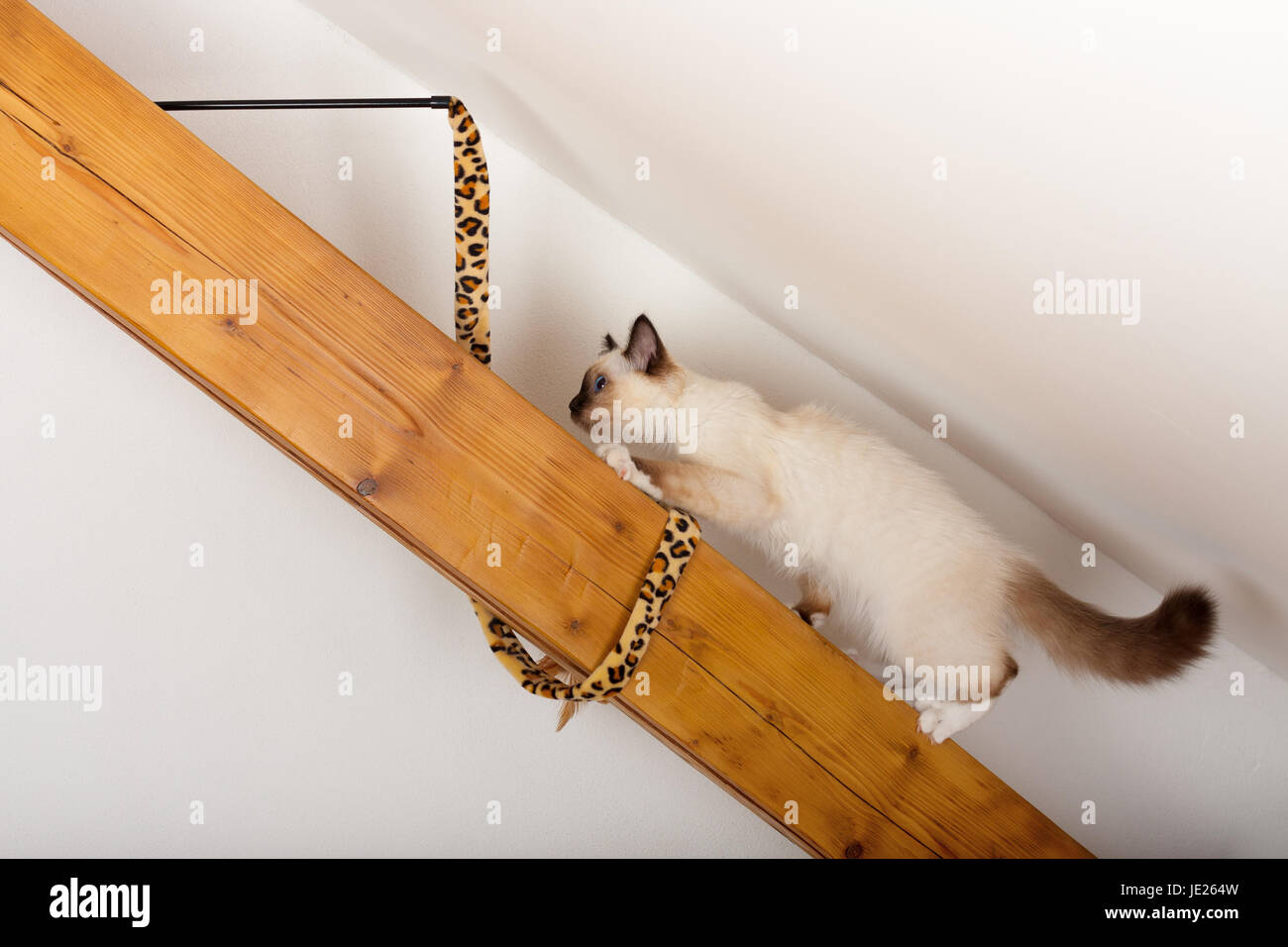 Un Chat Birman Seal Point 4 Mois Chaton Male Grimpe Sur La Traverse En Bois Sur Le Plafond De Platre Incline Sous Combles Photo Stock Alamy