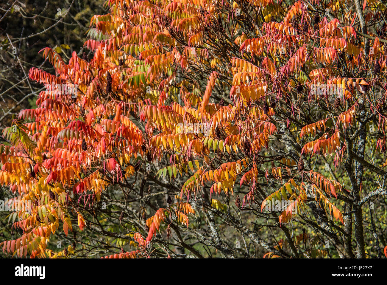 Rotgelben Herbstblättern mit Bäume Banque D'Images