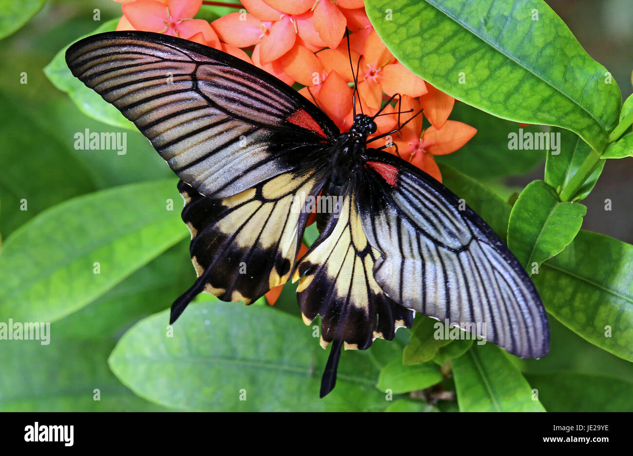 Asie faune Banque D'Images