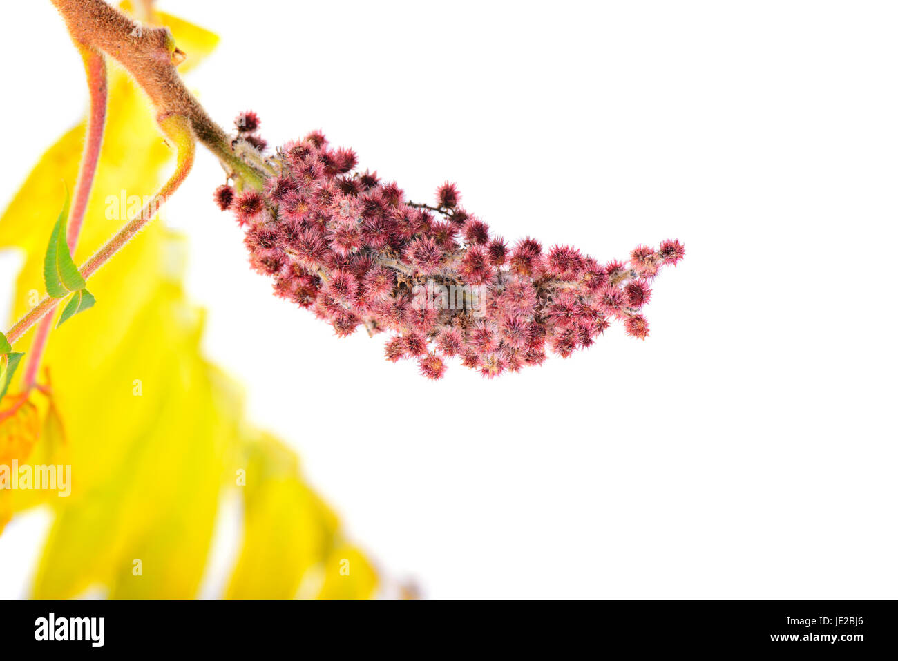 Rhus typhina fleur avec des feuilles jaune isolé sur fond blanc Banque D'Images