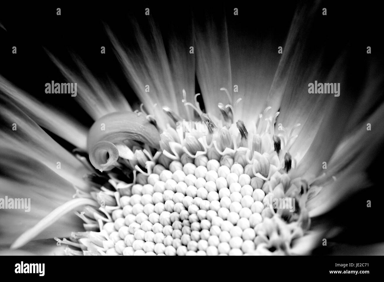 Close-up of a fleur de calendula Banque D'Images