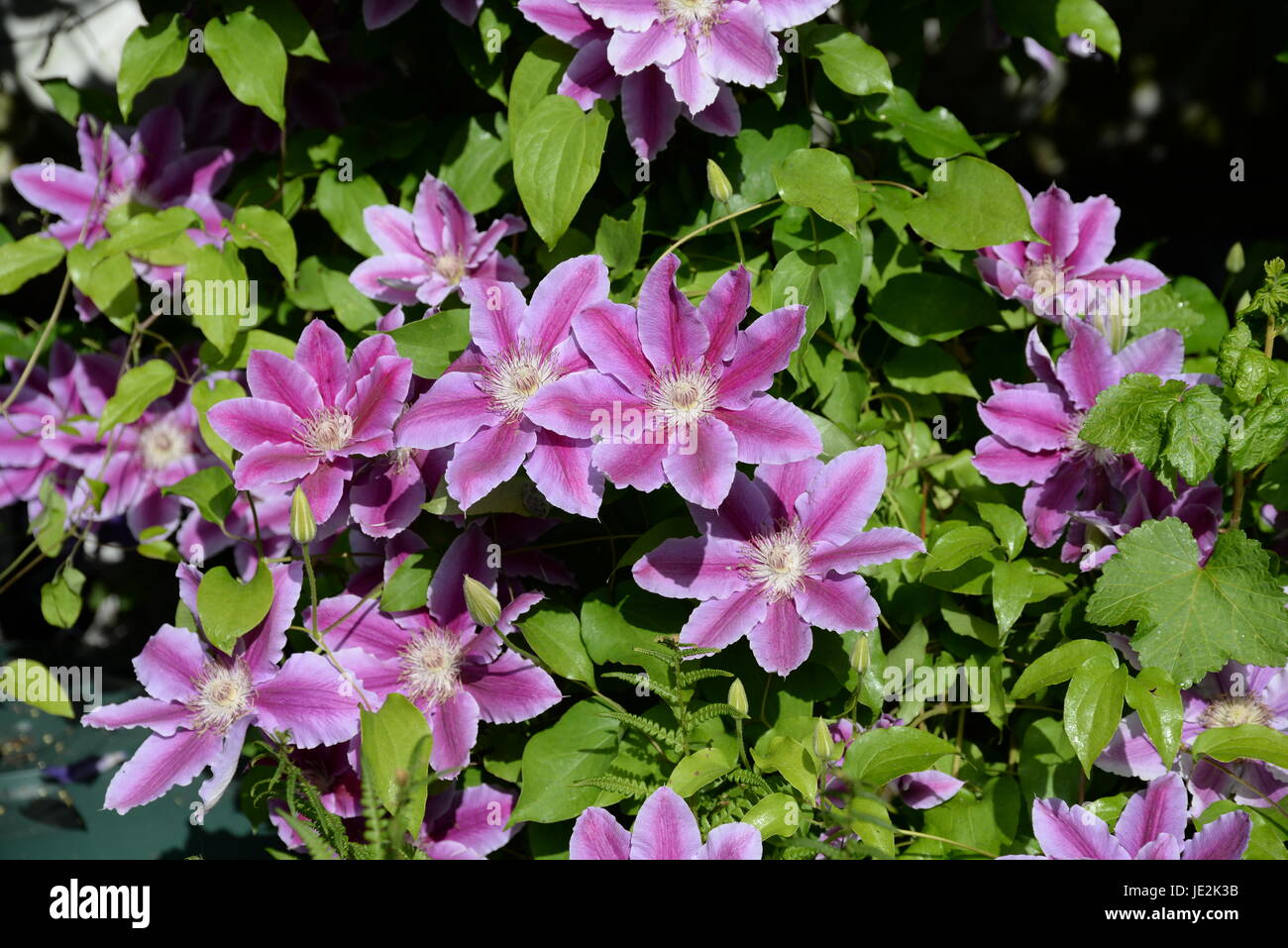 Clematis Waldrebe Blume Rosa Rose Blumen Strauch Busch Bluten Blute Gartenblume Klematis Zierpflanze Gartenblumen Photo Stock Alamy