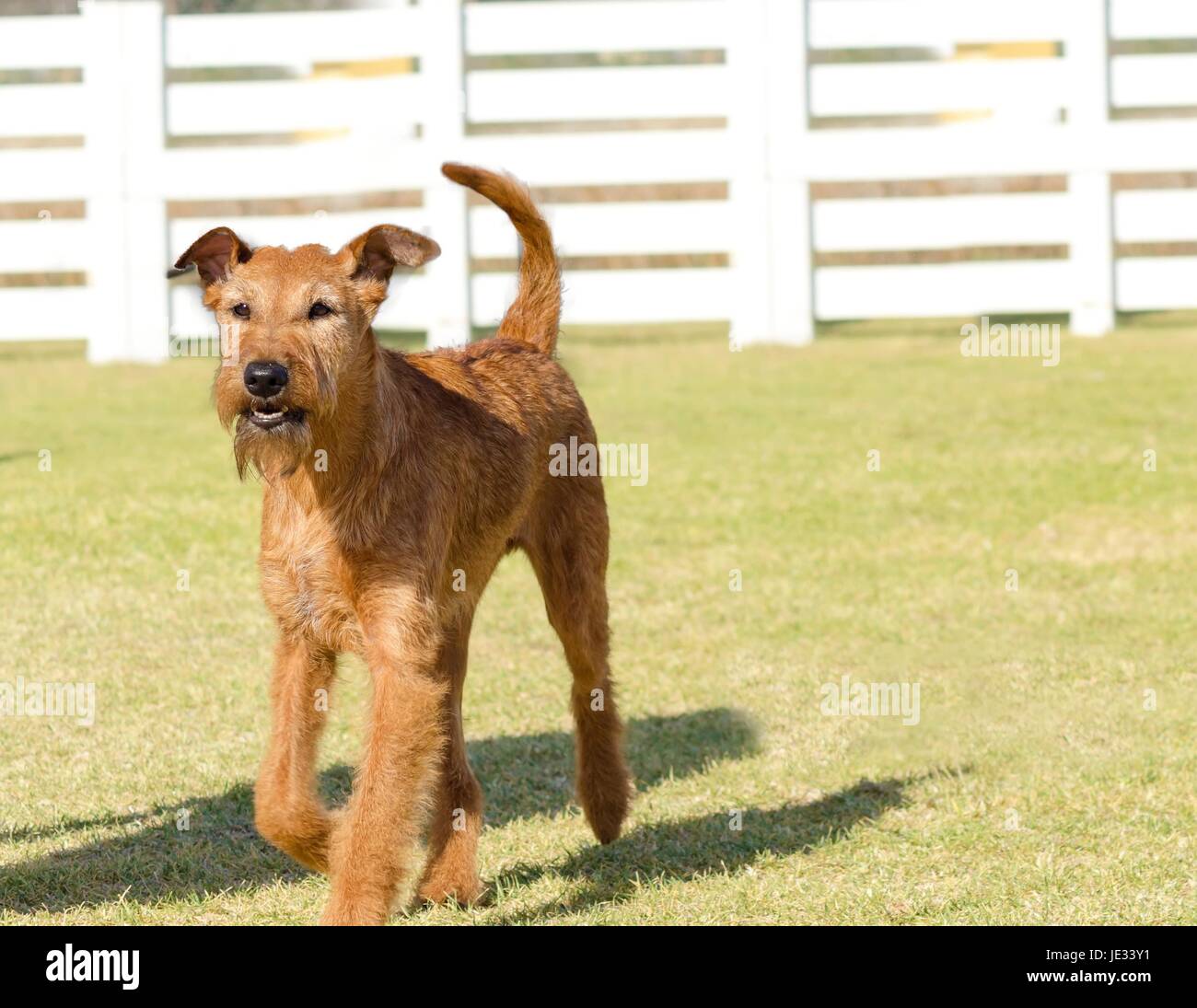 Une vue de profil d'une jeune, belle, rouge, tan terrier irlandais marcher sur l'herbe. L'Irish red terrier est un chien de taille moyenne, a de petites oreilles et de pliage en forme de v d'épaisseur, dru et long manteau froment doré et moustaches museau barbu. Banque D'Images