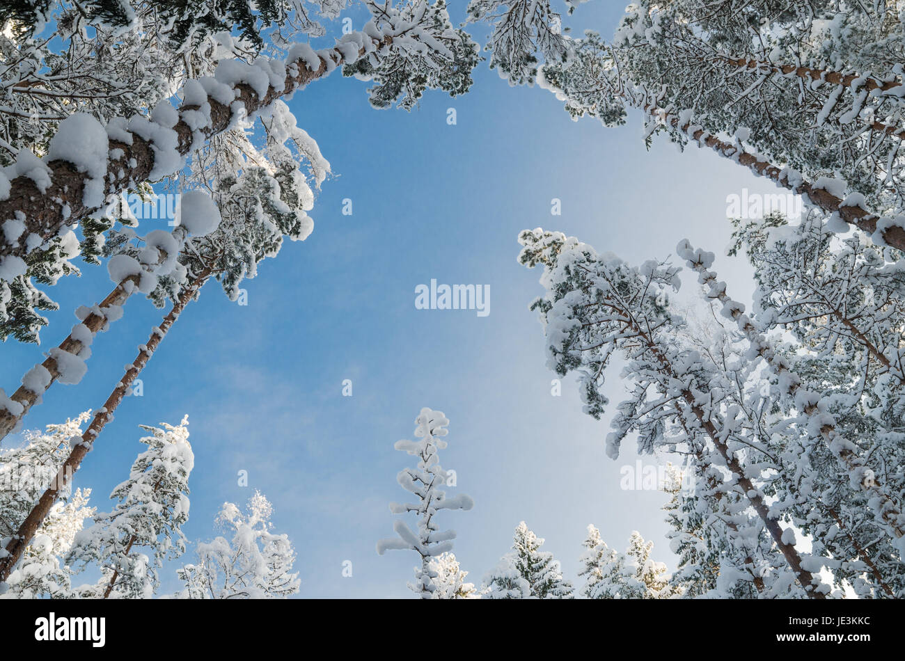 L'hiver la neige a couvert des arbres contre le ciel bleu. Viitna, Estonie. Banque D'Images