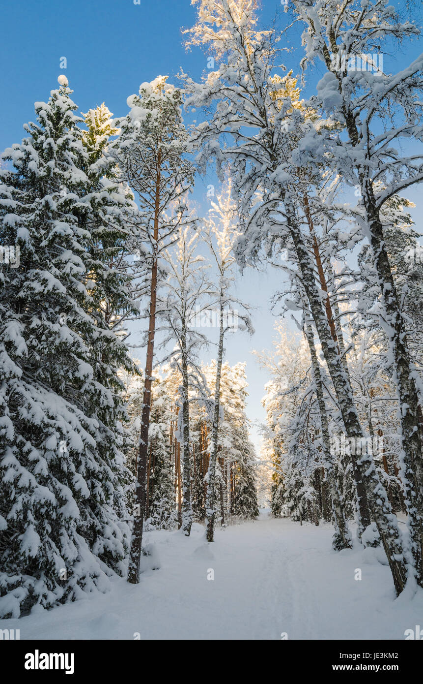 L'hiver la neige a couvert des arbres contre le ciel bleu. Viitna, Estonie. Banque D'Images