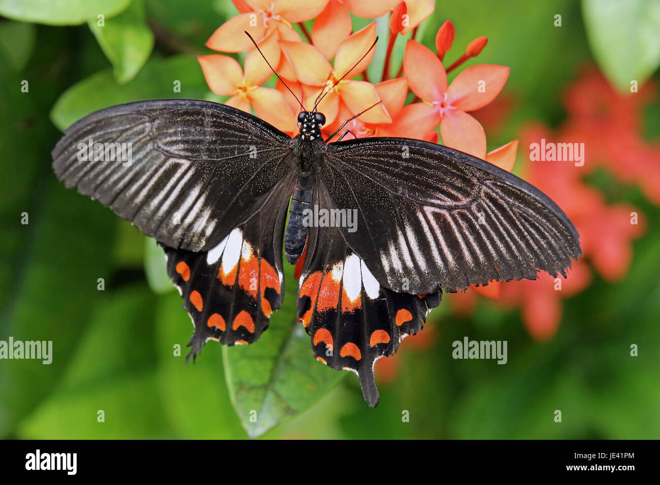 Mormon papilio polytes commun Banque D'Images