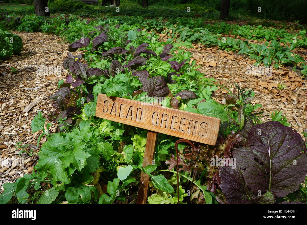 La culture de légumes, salade de légumes verts Banque D'Images