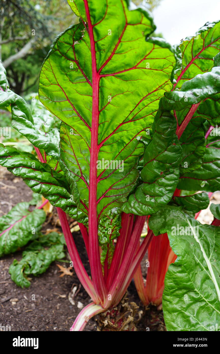 La culture de légumes, de blettes Banque D'Images