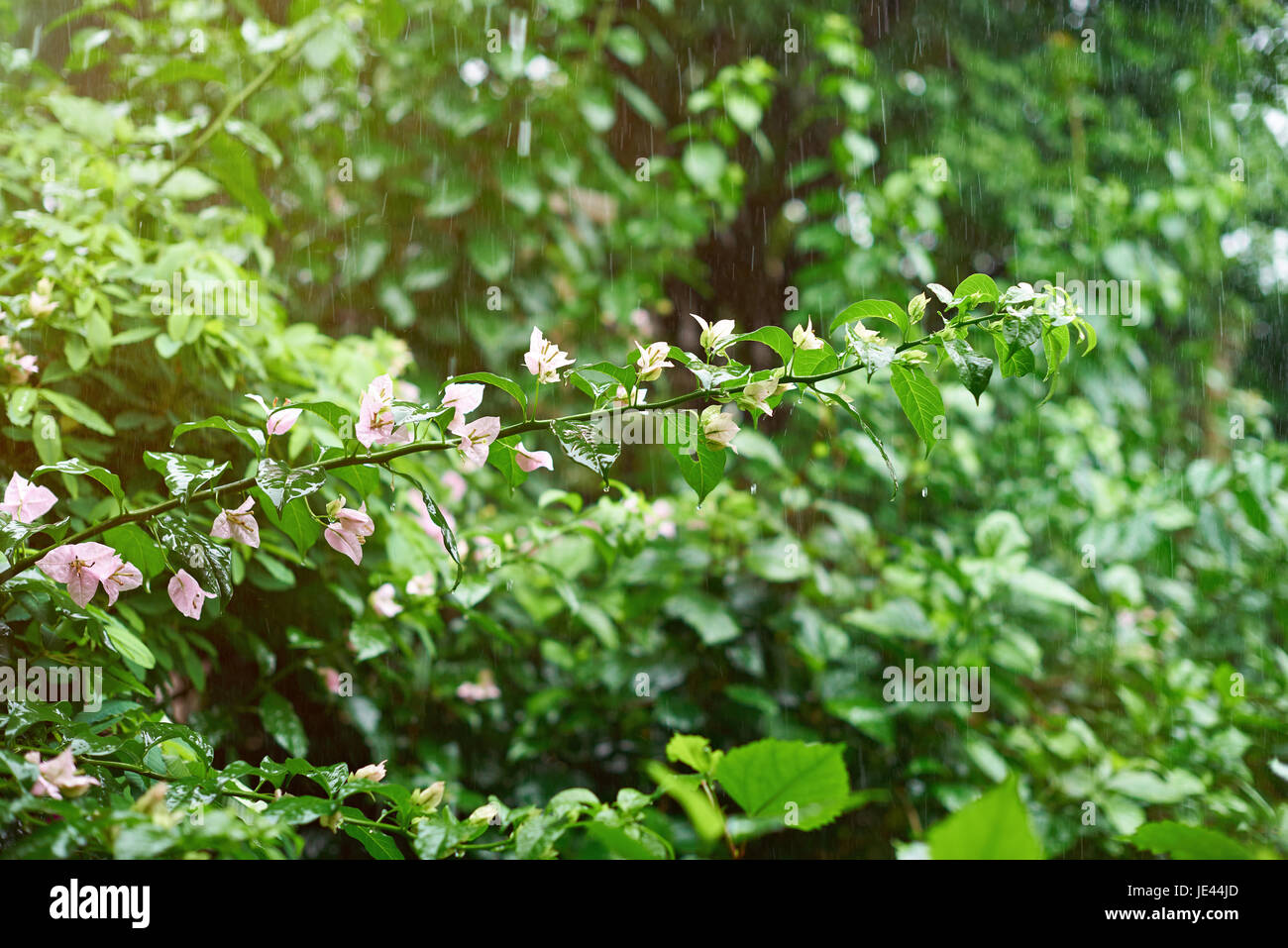 Gouttes de pluie dans la nature thème. Arrière-plan flou humide naturel vert Banque D'Images
