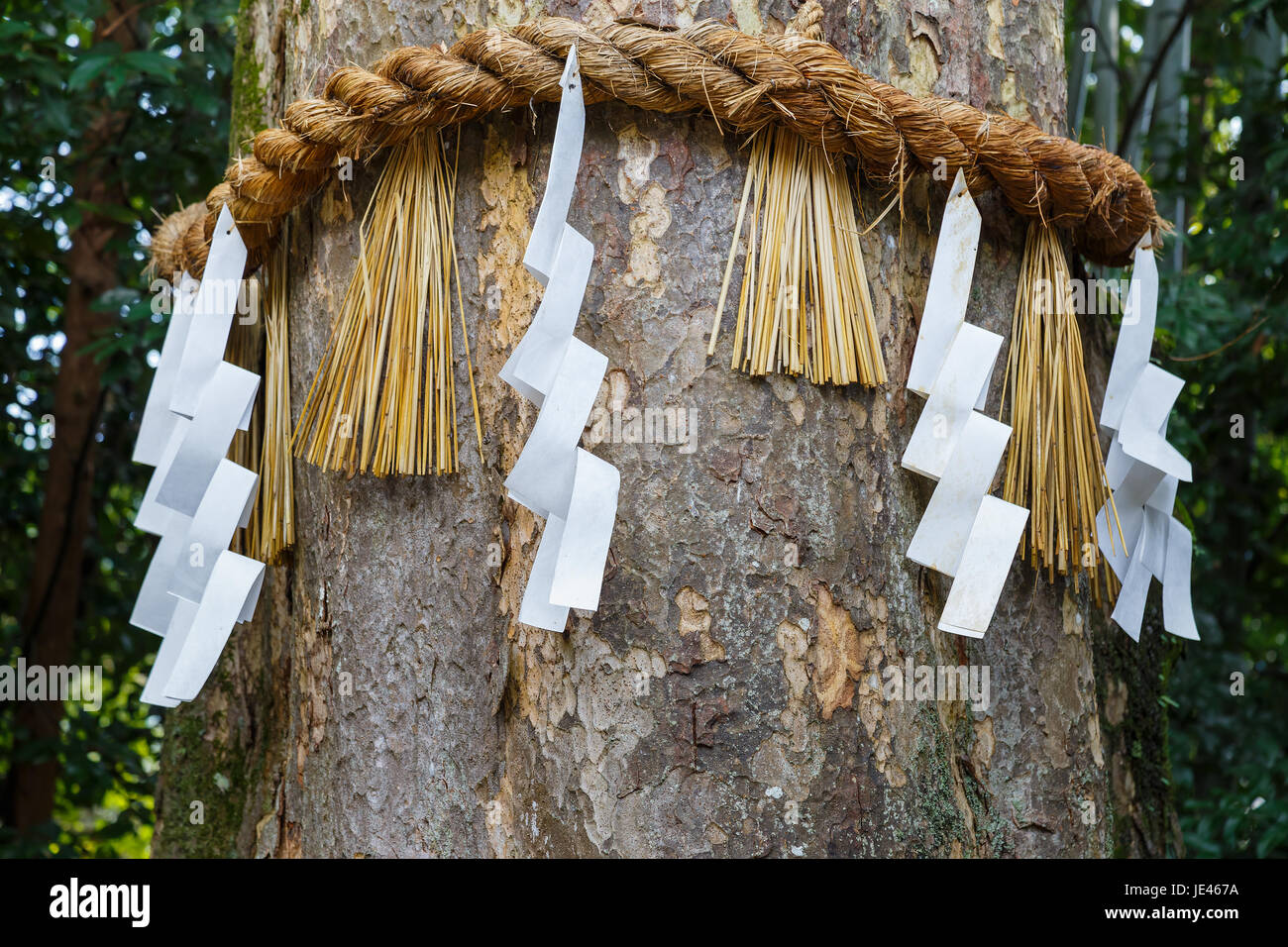 Arbre divin à Ujikami-jinja à Kyoto, Japon Banque D'Images