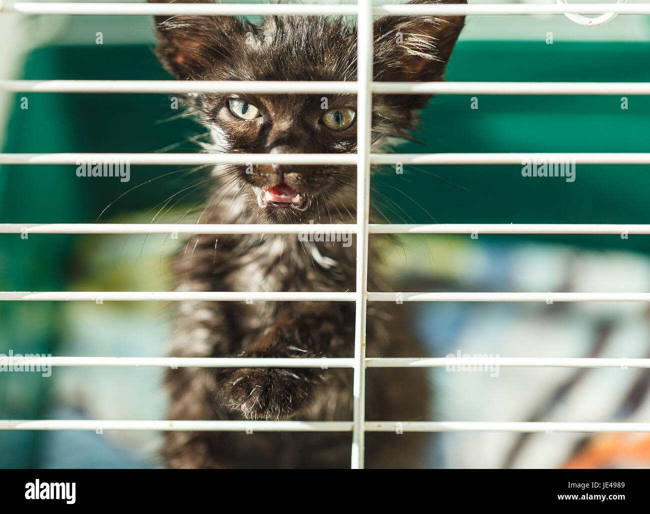 Chaton sans-abri dans une cage dans un refuge pour animaux Banque D'Images